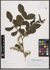 Foto von Salix appendiculata Vill.